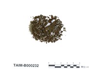 藏品(卷葉濕地苔)的圖片